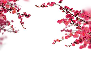 Kiraz çiçeği bahar çiçeği arka planı