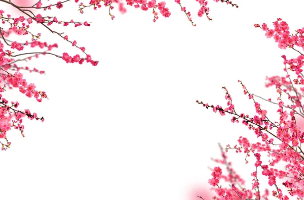 Kiraz çiçeği bahar çiçeği arka planı