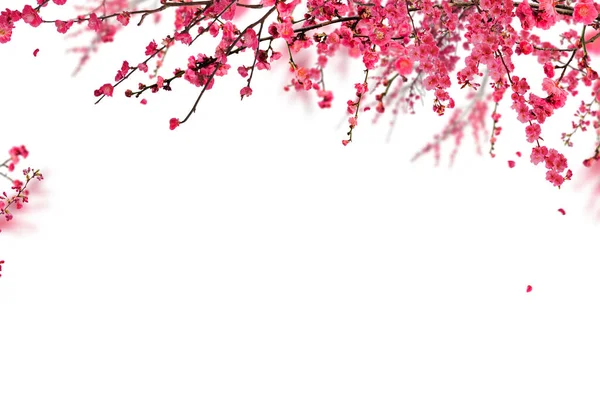 sakura flower cherry blossom background with beautiful pink color