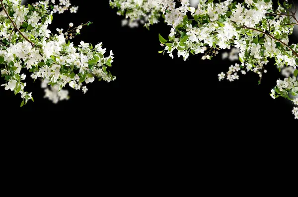 beautiful cherry blossoms on a black background