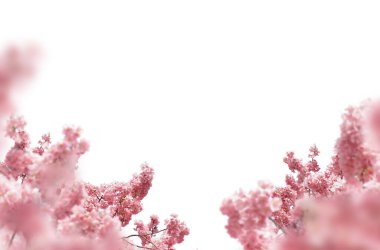 Kiraz çiçeği, elma çiçeği, siyah üzerine izole edilmiş, beyaz üzerine izole edilmiş, dal çiçeği, izole edilmiş çiçek., 