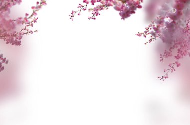 Kiraz çiçeği, elma çiçeği, siyah üzerine izole edilmiş, beyaz üzerine izole edilmiş, dal çiçeği, izole edilmiş çiçek., 