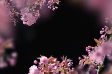 Kiraz çiçeği, elma çiçeği, siyah üzerine izole edilmiş, beyaz üzerine izole edilmiş, dal çiçeği, soyutlanmış çiçek, bahçede güzel pembe çiçekler.