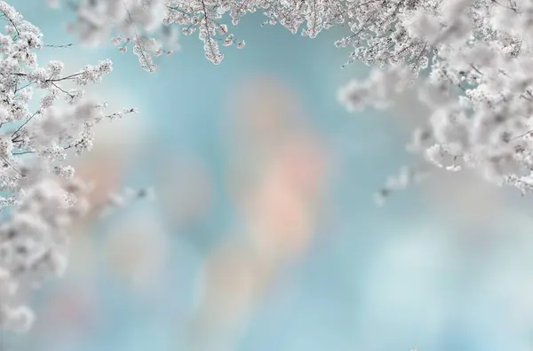 Kiraz çiçeği, elma çiçeği, siyah üzerine izole edilmiş, beyaz üzerine izole edilmiş, dal çiçeği, soyutlanmış çiçek, bahçede güzel pembe çiçekler.