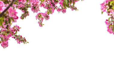 Kiraz çiçeği dalları soyutlanmış, ağaçtaki güzel bahar çiçekleri