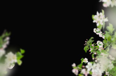 Bahar çiçekleri soyutlanmış., 