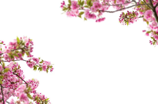 Kiraz çiçeği dalları soyutlanmış, ağaçtaki güzel bahar çiçekleri