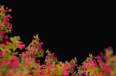 Bahar çiçeği dalları soyutlanmış, güzel bahar çiçekleri mavi gökyüzü ve bulutlarla