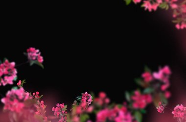 Bahar çiçeği dalları soyutlanmış, güzel bahar çiçekleri mavi gökyüzü ve bulutlarla