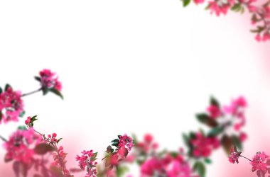 Bahar çiçeği dalları soyutlanmış, güzel bahar çiçekleri mavi gökyüzü ve bulutlarla