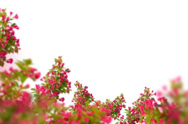 Bahar çiçeği dalları soyutlanmış, güzel bahar çiçekleri mavi gökyüzü ve bulutlarla