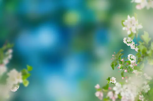 Bahar çiçeği dalları soyutlanmış, güzel bahar çiçekleri mavi gökyüzü ve bulutlarla