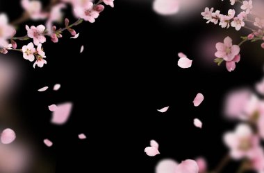 Uçan çiçek yaprakları, bahar, çiçek dalı, izole edilmiş.