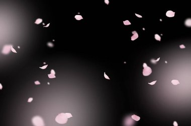 Uçan çiçek yaprakları, bahar, çiçek dalı, izole edilmiş.