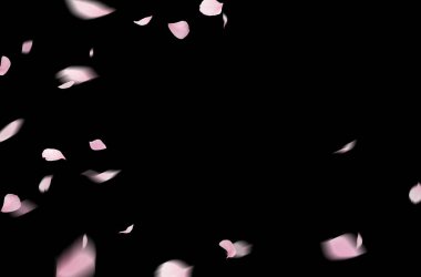 Uçan çiçek yaprakları, bahar, çiçek dalı, izole edilmiş.