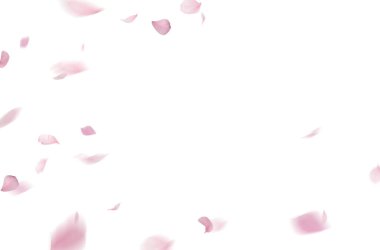 Uçan çiçek yaprakları, bahar, çiçek dalı, izole edilmiş.