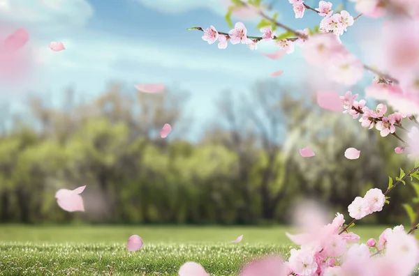 Uçan çiçek yaprakları, bahar, çiçek dalı, izole edilmiş.