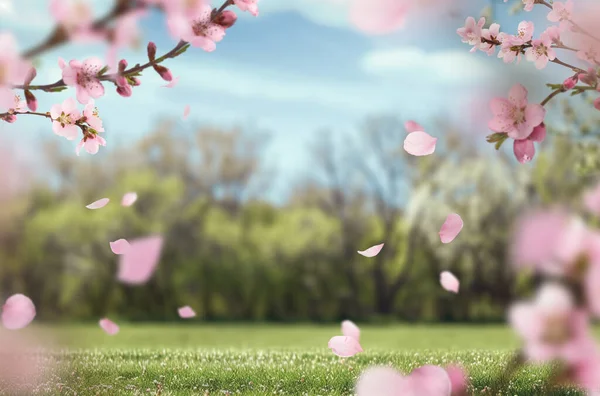 Uçan çiçek yaprakları, bahar, çiçek dalı, izole edilmiş.