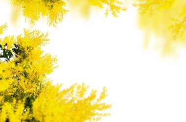 Bahar çiçeği, çiçek, dal, yalıtılmış, doğa, leylak