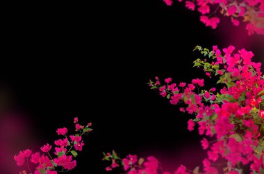 Bahar çiçeği, çiçek, dal, yalıtılmış, doğa, leylak