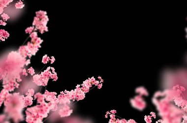 Bahar çiçeği, çiçek, dal, yalıtılmış, doğa, leylak