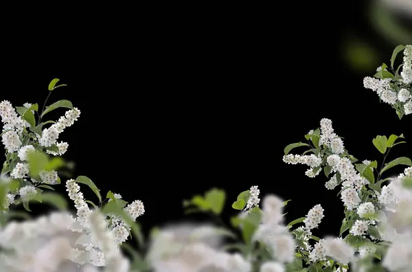 Bahar çiçeği, çiçek, dal, yalıtılmış, doğa, leylak