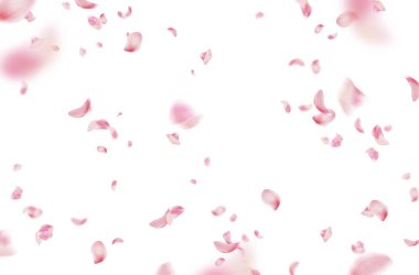 Uçan taç yaprakları, yalıtılmış gül yaprakları, sinek, kırmızı pembe taç yaprakları, kompozisyon