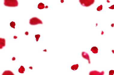 Uçan taç yaprakları, yalıtılmış gül yaprakları, sinek, kırmızı pembe taç yaprakları, kompozisyon