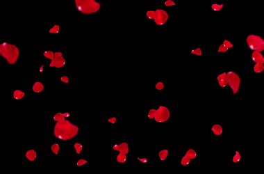 Uçan taç yaprakları, yalıtılmış gül yaprakları, sinek, kırmızı pembe taç yaprakları, kompozisyon