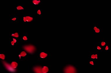 Uçan taç yaprakları, yalıtılmış gül yaprakları, sinek, kırmızı pembe taç yaprakları, kompozisyon