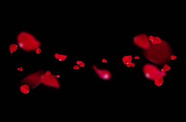 Uçan taç yaprakları, yalıtılmış gül yaprakları, sinek, kırmızı pembe taç yaprakları, kompozisyon