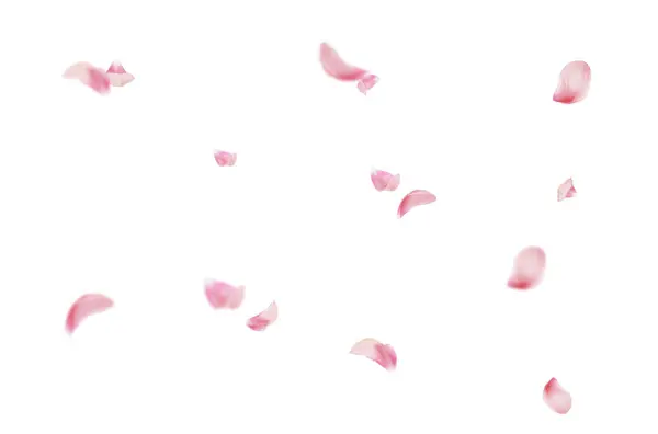 Uçan taç yaprakları, yalıtılmış gül yaprakları, sinek, kırmızı pembe taç yaprakları, kompozisyon