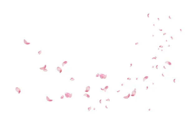 Uçan taç yaprakları, yalıtılmış gül yaprakları, sinek, kırmızı pembe taç yaprakları, kompozisyon