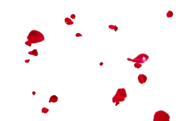 Uçan taç yaprakları, yalıtılmış gül yaprakları, sinek, kırmızı pembe taç yaprakları, kompozisyon