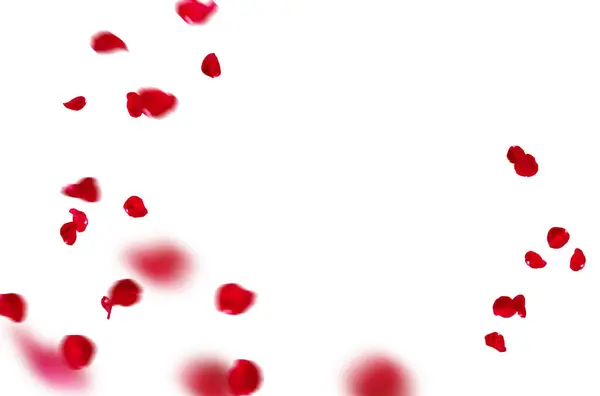 Uçan taç yaprakları, yalıtılmış gül yaprakları, sinek, kırmızı pembe taç yaprakları, kompozisyon