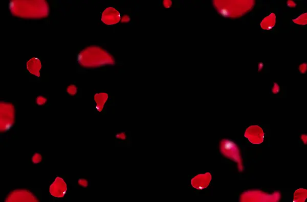 Uçan taç yaprakları, yalıtılmış gül yaprakları, sinek, kırmızı pembe taç yaprakları, kompozisyon