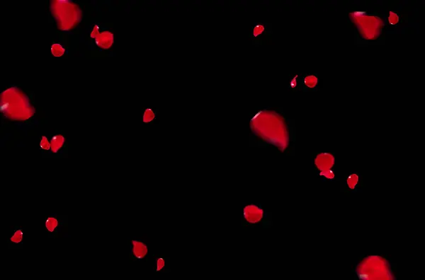 Uçan taç yaprakları, yalıtılmış gül yaprakları, sinek, kırmızı pembe taç yaprakları, kompozisyon