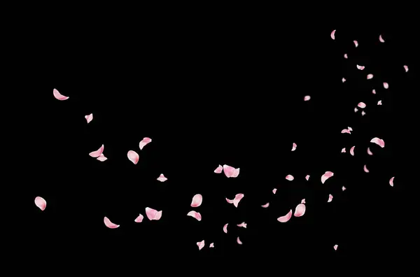 Uçan taç yaprakları, yalıtılmış gül yaprakları, sinek, kırmızı pembe taç yaprakları, kompozisyon