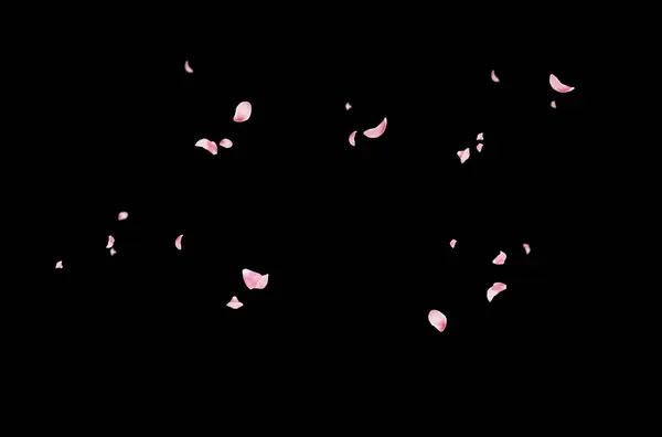 Uçan taç yaprakları, yalıtılmış gül yaprakları, sinek, kırmızı pembe taç yaprakları, kompozisyon