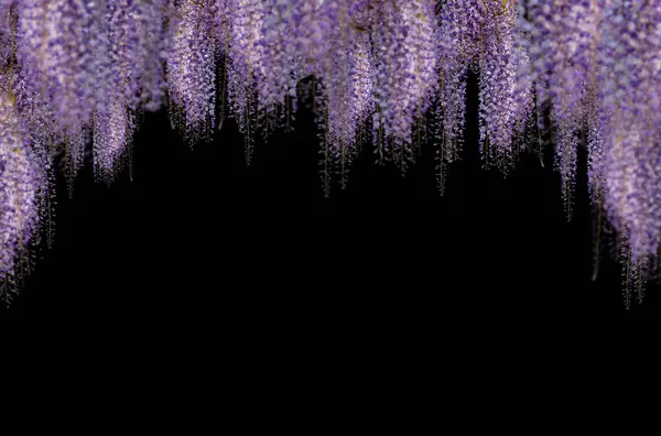 Çiçek dalı, siyah, beyaz, çiçekler, çiçek açan ağaç, çiçek, kompozisyon