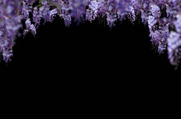 Çiçek dalı, siyah, beyaz, çiçekler, çiçek açan ağaç, çiçek, kompozisyon