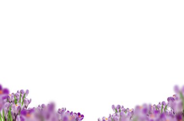 Çiçek bileşimi, izole edilmiş, alan, ayçiçeği, laleler, gelincik, arkaplan, soyut