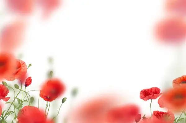 Çiçek bileşimi, izole edilmiş, alan, ayçiçeği, laleler, gelincik, arkaplan, soyut