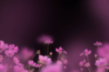 Çiçek dalları, tarlalar, çiçekler, soyut, arka plan, yalıtılmış, leylak, beyaz çiçekler, gül, çiçek açan dal, çalı