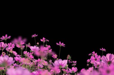 Çiçek dalları, tarlalar, çiçekler, soyut, arka plan, yalıtılmış, leylak, beyaz çiçekler, gül, çiçek açan dal, çalı