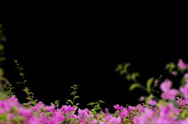 Çiçek dalları, tarlalar, çiçekler, soyut, arka plan, yalıtılmış, leylak, beyaz çiçekler, gül, çiçek açan dal, çalı