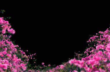 Çiçek dalları, tarlalar, çiçekler, soyut, arka plan, yalıtılmış, leylak, beyaz çiçekler, gül, çiçek açan dal, çalı