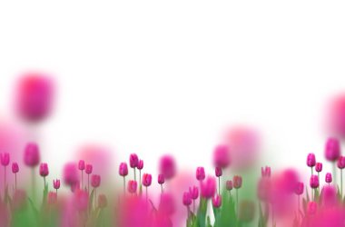 Çiçek dalları, tarlalar, çiçekler, soyut, arka plan, yalıtılmış, leylak, beyaz çiçekler, gül, çiçek açan dal, çalı