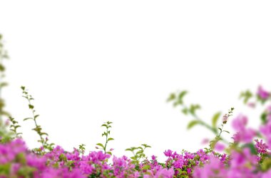 Çiçek dalları, tarlalar, çiçekler, soyut, arka plan, yalıtılmış, leylak, beyaz çiçekler, gül, çiçek açan dal, çalı