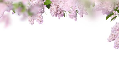 Çiçek açan dal, yalıtılmış, leylak, mor ve beyaz, arkaplan, soyut, bahar